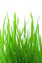 Close up, fresh spring green grass isolated on white. Vertical shot Royalty Free Stock Photo