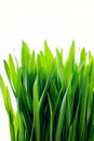 Close up, fresh spring green grass isolated on white. Vertical shot Royalty Free Stock Photo