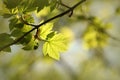 close up of fresh spring green maple leaf in the forest lit morning sun may poland lush springtime foliage on a tree branch Royalty Free Stock Photo