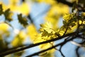 close up of fresh spring green maple leaves in the forest lit morning sun may poland lush springtime foliage on a tree branch Royalty Free Stock Photo