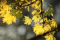 close up of fresh spring green maple leaves in the forest lit morning sun may poland lush springtime foliage on a tree branch Royalty Free Stock Photo