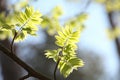 close up of fresh spring green rowan berry leaves in the forest lit morning sun may poland lush springtime foliage on a tree Royalty Free Stock Photo