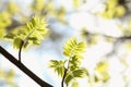 close up of fresh spring green rowan berry leaves in the forest lit morning sun may poland lush springtime foliage on a tree Royalty Free Stock Photo