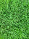 Close Up of Fresh Spring Natural Green Grass