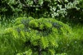 Close up of fresh springtime bonsai pine tree in the South park