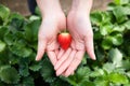 Fresh strawberry fruits on beautiful woman hand at outdoor garden Royalty Free Stock Photo