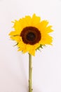 Close up of fresh summer sunflower lying on white background