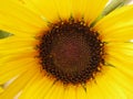 Close up of fresh sunflower