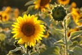 close up of fresh sunflower growing in the field backlit by the light of the setting sun august poland sunflower helianthus annuus Royalty Free Stock Photo