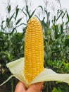 Close up fresh sweet corn with corn field background Royalty Free Stock Photo