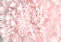 Fresh sweet soft light pink chrysanthemum flowers head blooming texture patterns for background top view