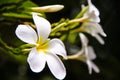 Fresh sweet white plumeria rubra blooming  frangipani  and bud flowers in garden on leaves background Royalty Free Stock Photo