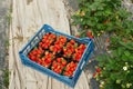 Close up of fresh tasty strawberries inside big basket Royalty Free Stock Photo