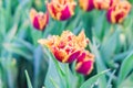 Close up of fresh tender blooming multicolored tulip