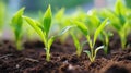 Close up of fresh, tender corn seedlings