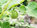 Close up fresh Thai eggplant with green leaves on branch i Royalty Free Stock Photo