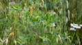 Close-up of fresh thick grass in a field, oats and mouse peas