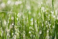 Close up of fresh thick grass with water drops in the early morning Royalty Free Stock Photo
