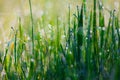 Close up of fresh thick grass with water drops in the early morning Royalty Free Stock Photo