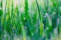 Close up of fresh thick grass with water drops in the early morning Royalty Free Stock Photo