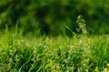 Close up of fresh thick grass with water drops in the early morning. Closeup of lush uncut green grass with drops of dew Royalty Free Stock Photo