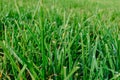 Close up of fresh thick grass with water drops in the early morning. Closeup of lush uncut green grass with drops of dew Royalty Free Stock Photo