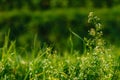 Close up of fresh thick grass with water drops in the early morning. Closeup of lush uncut green grass with drops of dew Royalty Free Stock Photo