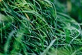 Close up of fresh thick grass with water drops in the early morning. Closeup of lush uncut green grass with drops of dew Royalty Free Stock Photo