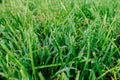 Close up of fresh thick grass with water drops in the early morning. Closeup of lush uncut green grass with drops of dew Royalty Free Stock Photo