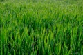 Close up of fresh thick grass with water drops in the early morning, green background Royalty Free Stock Photo