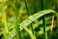 Close up of fresh thick green grass with dew drops early in the morning. Background of water drops on plants. Wet grass after rain Royalty Free Stock Photo