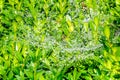 Close up of fresh thick green grass with dew drops early in the morning. Background of water drops on plants. Wet grass after rain Royalty Free Stock Photo