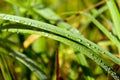 Close up of fresh thick green grass with dew drops early in the morning. Background of water drops on plants. Wet grass after rain Royalty Free Stock Photo
