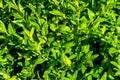 Close up of fresh thick green grass with dew drops early in the morning. Background of water drops on plants. Wet grass after rain Royalty Free Stock Photo