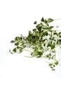 Close up of fresh thyme Royalty Free Stock Photo