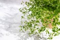 Close-up of thyme sprigs and leaves in the sun on a light background Royalty Free Stock Photo