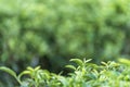 Close up Fresh Tree Green tea plantations mountain green nature in herbal farm plant background morning. Tea tree leaves field