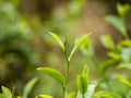 Close up Fresh Tree Green tea plantations mountain green nature in herbal farm plant background morning. Tea tree leaves field Royalty Free Stock Photo