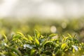 Close up Fresh Tree Green tea plantations mountain green nature in herbal farm plant background morning. Tea tree leaves field Royalty Free Stock Photo