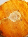 Close-up of the trunk of a sawn apple tree