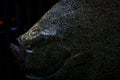 Close up of a turbot or flatfish on a grill, Scophthalmus maximus Royalty Free Stock Photo