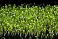 Close-up of fresh and vibrant microgreens growing on a tray for healthy eating and cooking