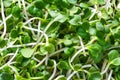 Close up of fresh and vibrant microgreens sprouts for a healthy eating concept and nutritious diet