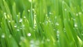 Close up fresh water droplet on a green wheatgrass Royalty Free Stock Photo