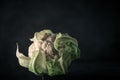 Close-up of a fresh white and green cauliflower isolated on dark background. copy space for text Royalty Free Stock Photo