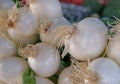 Close up on fresh white onion on Farmer`s market Royalty Free Stock Photo