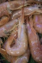 Shrimp in an stall at the fish market Royalty Free Stock Photo