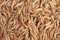 Close up of fresh whole raw shrimp or prawns on display in fish market Royalty Free Stock Photo