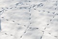 Close up on fresh and wild animal trace on snow