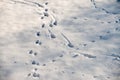 Close up on fresh and wild animal trace on snow